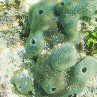 The study used Great Barrier Reef sponge Amphimedon queenslandica